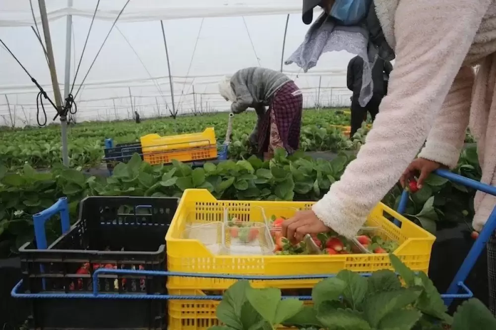 Des ONG se soulèvent pour les droits des saisonniers agricoles marocains