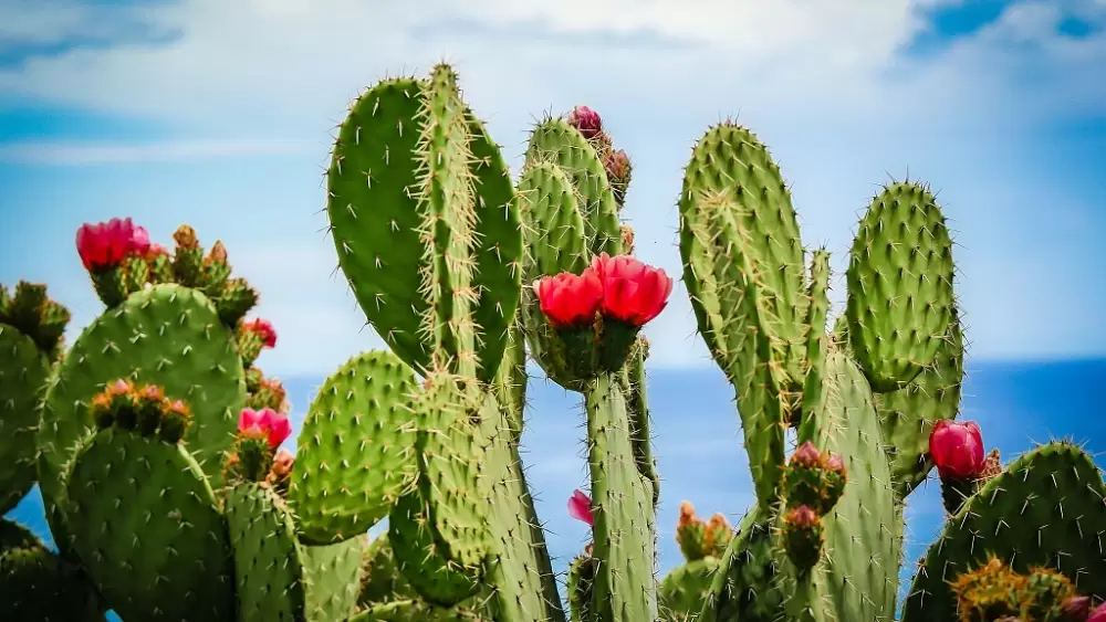 Le Maroc a développé huit variétés de cactus résistantes à la cochenille 