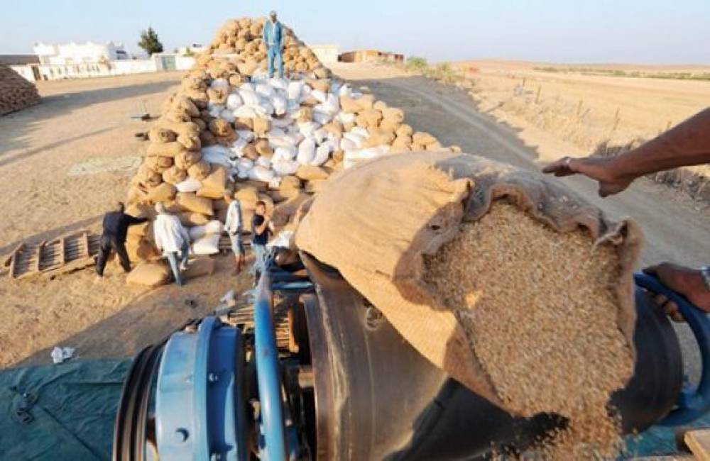 Marché du blé : Les importations du Maroc atteindront un niveau record, indique la FAO