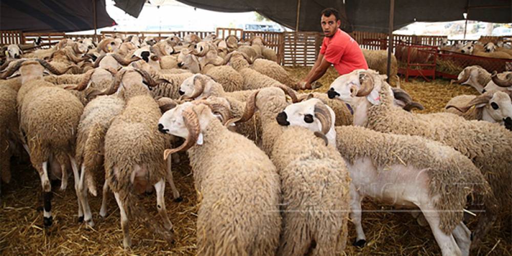 Aïd Al Adha célébré le dimanche 10 juillet au Maroc