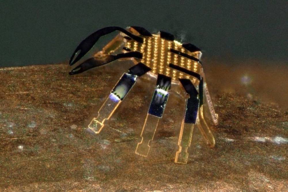 Création du plus petit robot marcheur télécommandé au monde, d’à peine un demi-millimètre