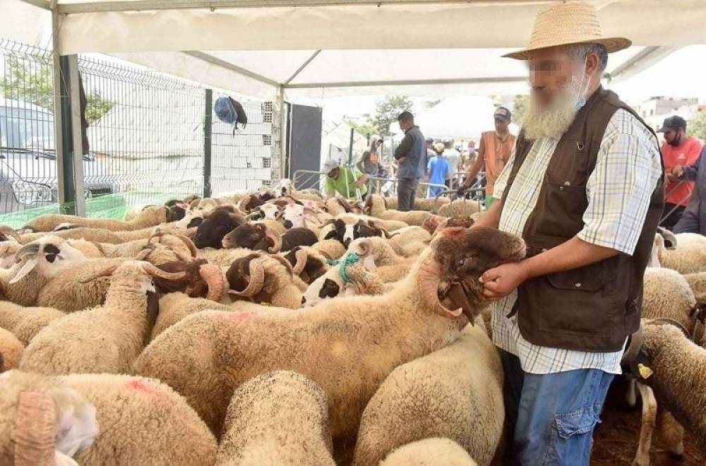 Aïd Al-Adha : 5,8 millions de têtes d'ovins et de caprins identifiés