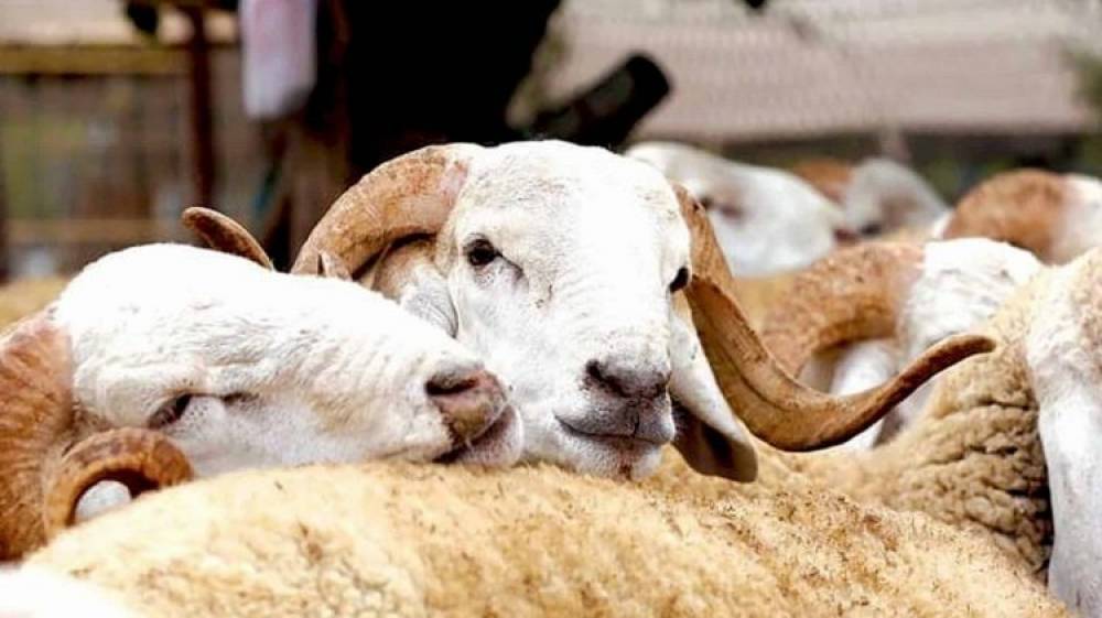 Casablanca: Faible affluence sur l’achat des moutons en attendant une baisse des prix