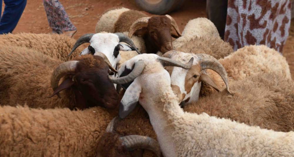 Aïd Al-Adha: Saisie de 2 tonnes de fientes de volailles et confiscation de moutons