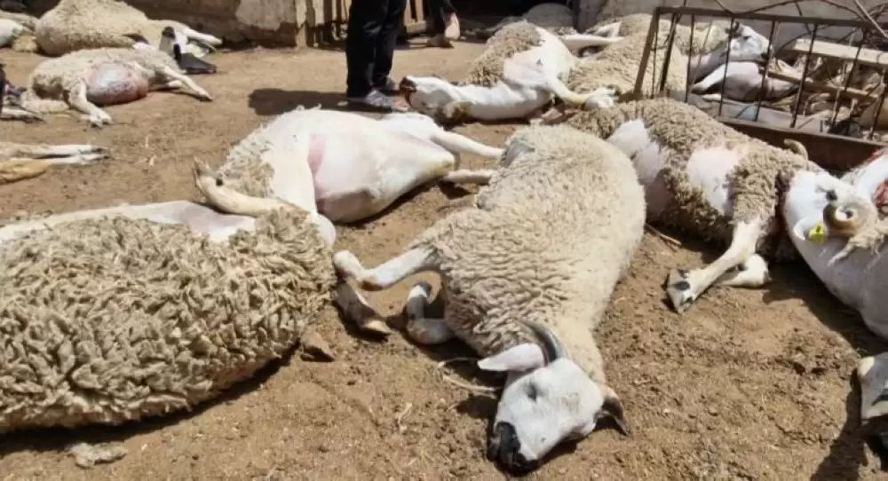 Moutons morts à Berrechid : les résultats de l'enquête de l'ONSSA