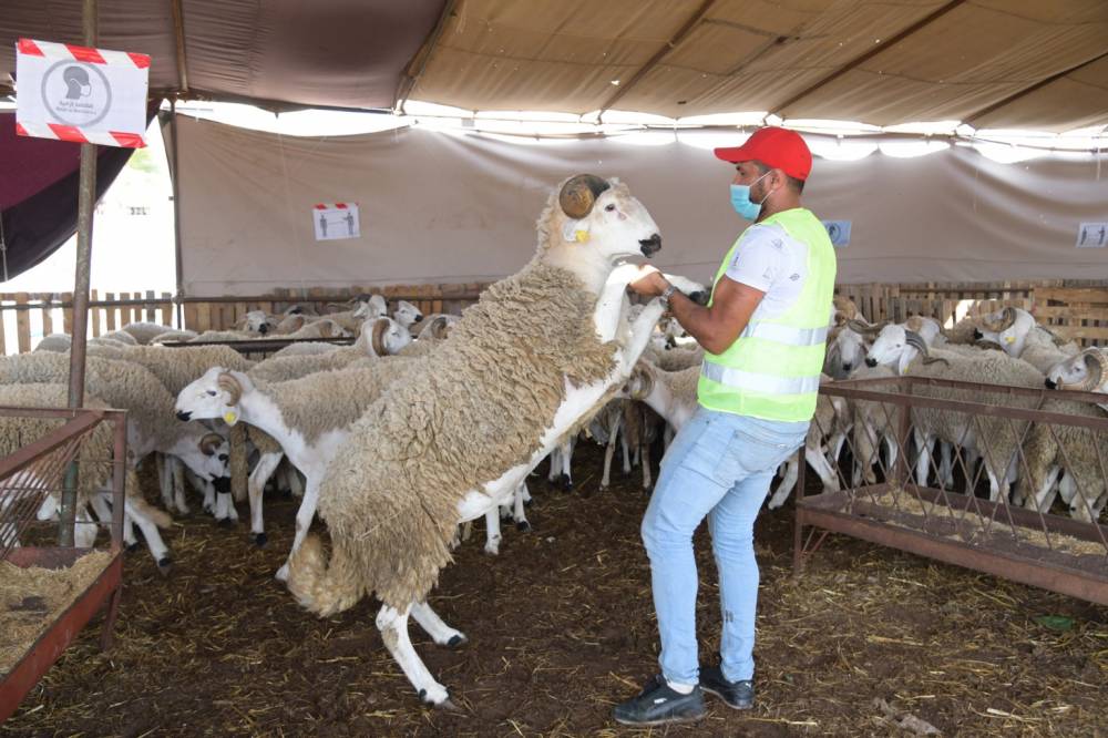 Aïd Al-Adha : 87,5% des ménages marocains ont accompli le rituel du sacrifice l'année dernière