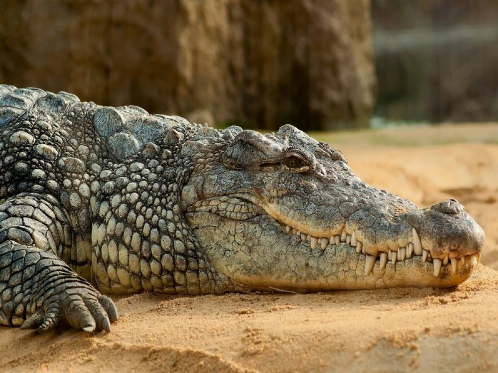 Les crocodiles élevés en Suisse voyagent au Maroc pour une réintroduction historique