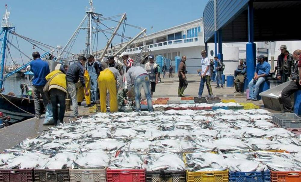 Port de Nador: Chute de 10% des débarquements de la pêche côtière et artisanale à fin mai dernier