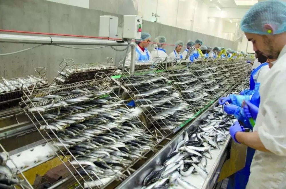 Les industriels de la conserve de poisson tirent la sonnette d'alarme sur une crise systémique