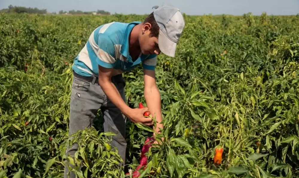 Travail des enfants au Maroc : des chiffres en baisse continue depuis 2017 (HCP)