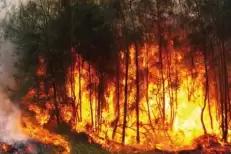 Maroc : 8 incendies maîtrisés en 24 heures, 20 hectares touchés (ANEF)