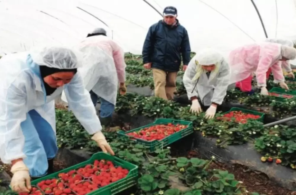 Travailleuses marocaines maltraitées à Huelva : Le scandale des fraises andalouses