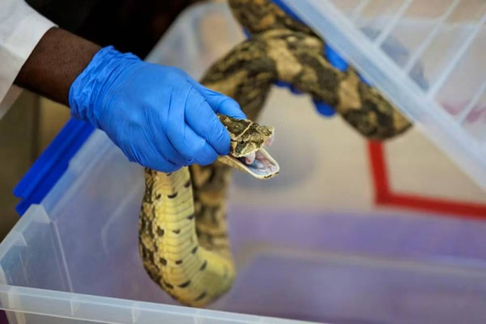 Il transporte 16 serpents vivants dans ses bagages au retour de Thaïlande