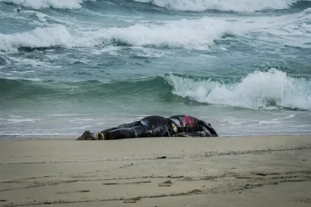 Le corps d’un jeune homme repêché sur la plage de Badis à Al Hoceïma