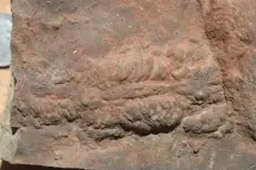 Maroc : Des traces de fossiles de 360 millions d’années révèlent la vie marine de l’Anti-Atlas