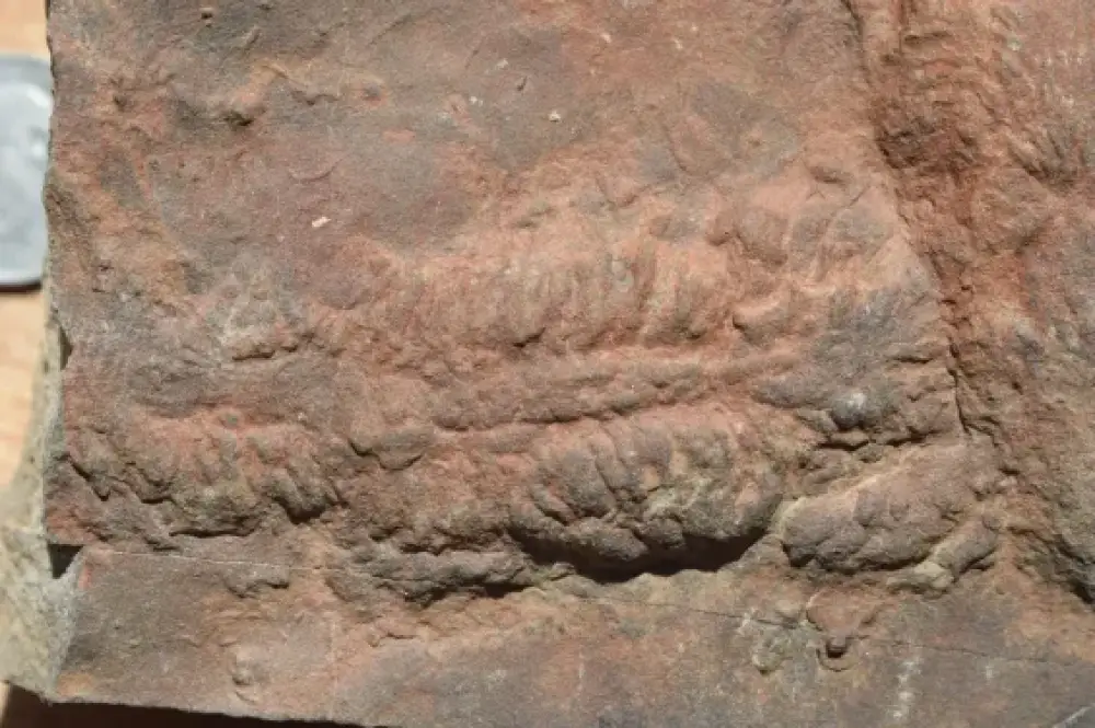 Maroc : Des traces de fossiles de 360 millions d’années révèlent la vie marine de l’Anti-Atlas