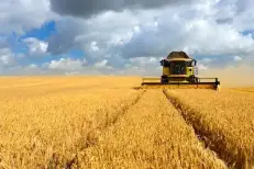 FAO : le Maroc réduit ses importations de blé à 5 millions de tonnes en 2026/27 malgré la hausse de la production céréalière