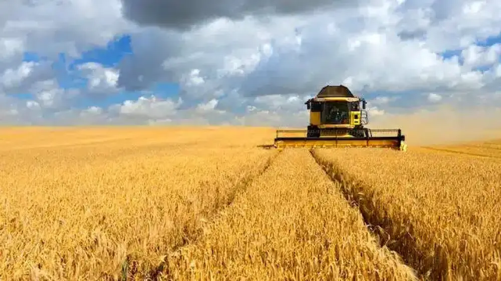 FAO : le Maroc réduit ses importations de blé à 5 millions de tonnes en 2026/27 malgré la hausse de la production céréalière