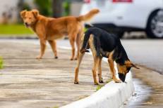 Protection des animaux errants : la Chambre des représentants adopte le projet de loi n°19.25