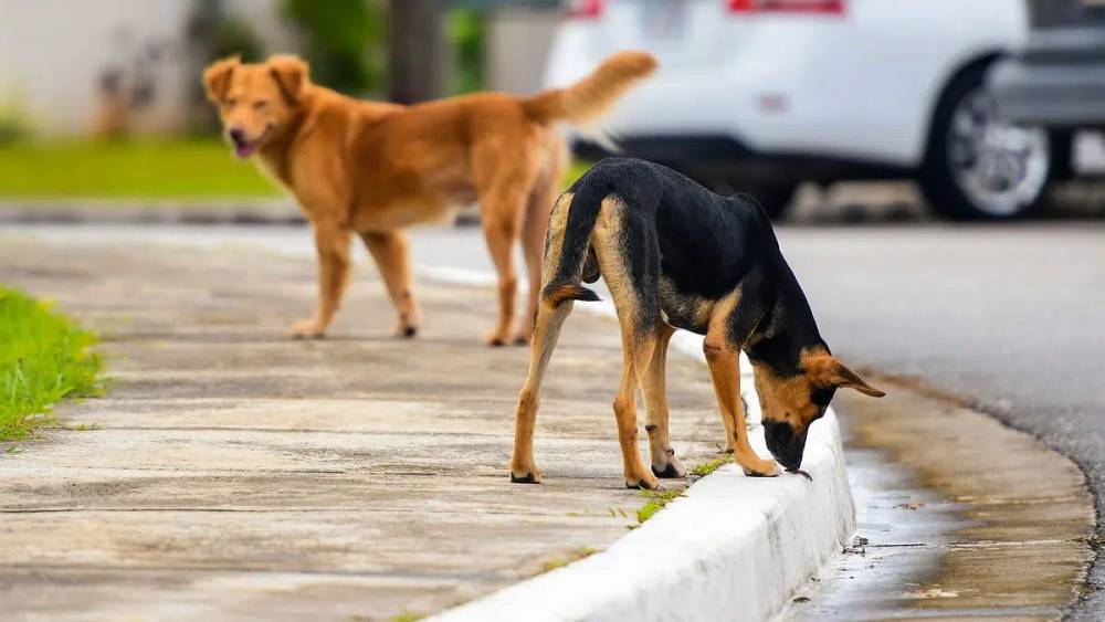 Protection des animaux errants : la Chambre des représentants adopte le projet de loi n°19.25