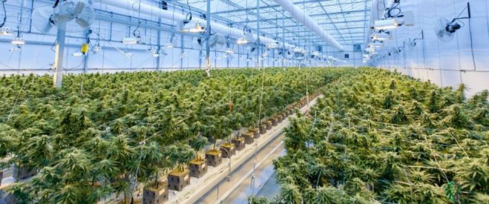 Le Japon investit dans le cannabis pour financer ses retraites