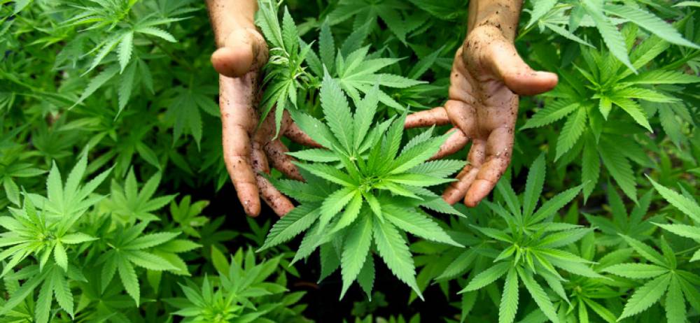 Les principales opportunités offertes par le développement du cannabis licite au Maroc