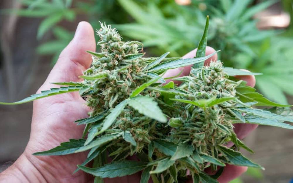 Mohand Laenser appelle à une revue de la loi sur l’usage légal du cannabis