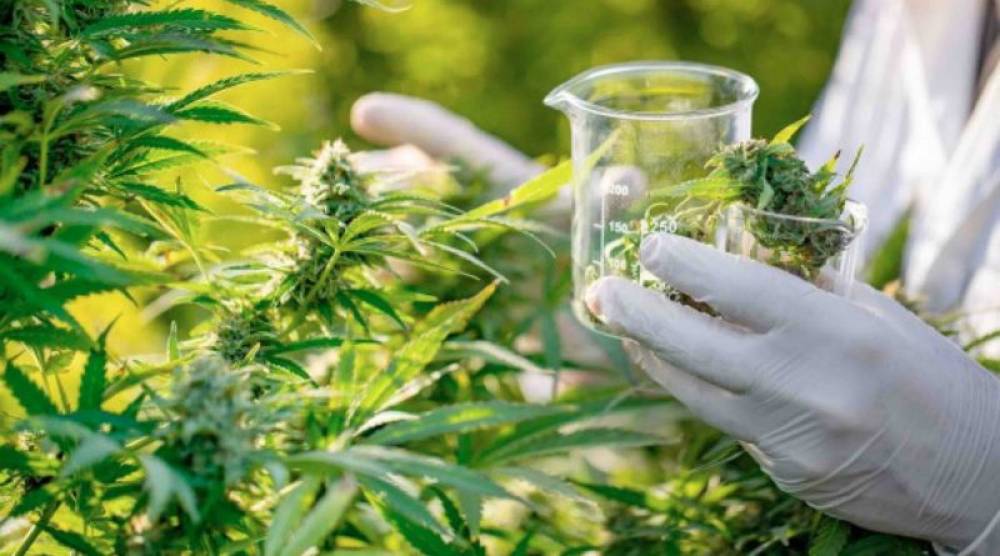 Cannabis: 2 groupes industriels américains en prospection au nord du Maroc