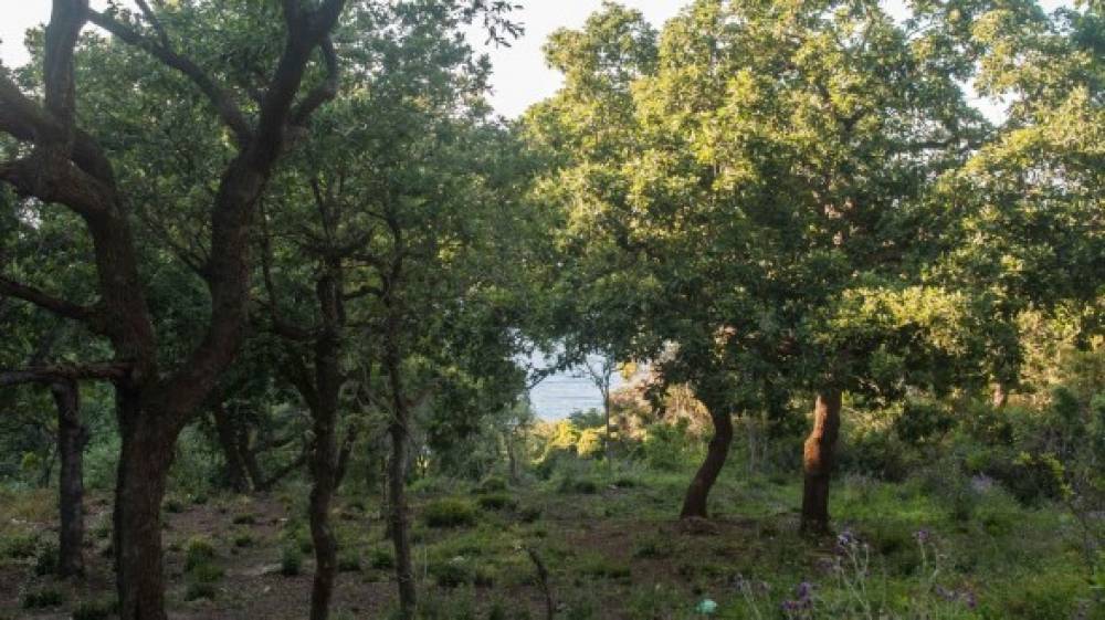 Valorisation des forêts du Maroc: Un manque à gagner de 5 milliards de dirhams par an