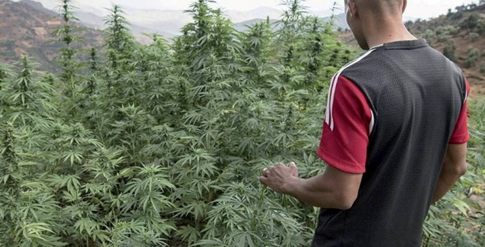 Le Conseil de gouvernement adopte le projet de loi portant usage légal du cannabis