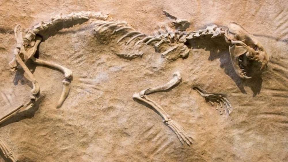 Comment le Maroc est devenu le plus grand musée de fossiles à ciel ouvert du monde