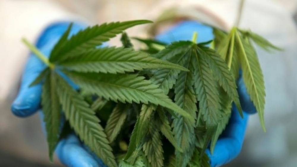 Cannabis: «Moi, Abdeslam, cultivateur de kif, voici ce que ça me coûte»
