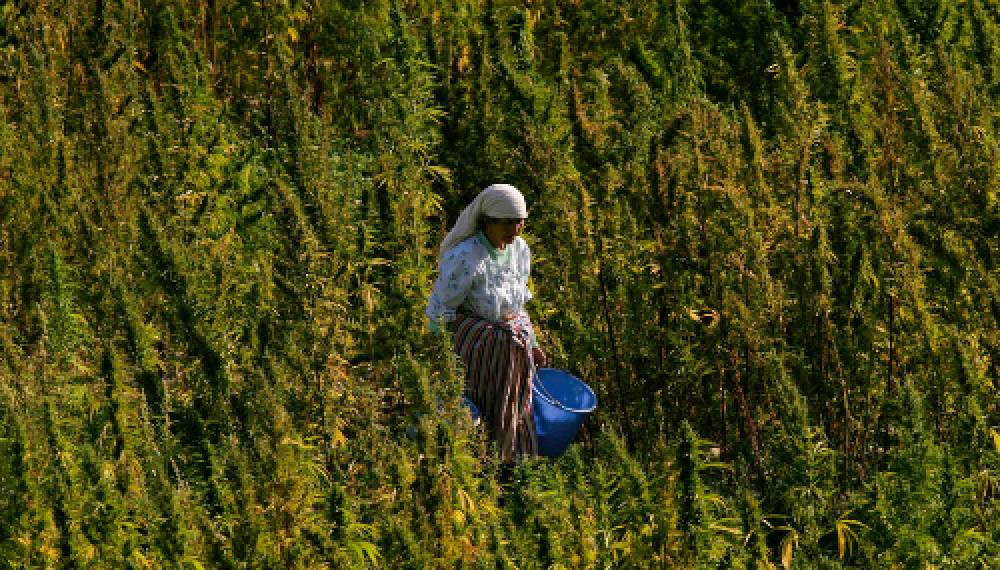 Légalisation du cannabis: Bouffée d'espoir pour les exploitants