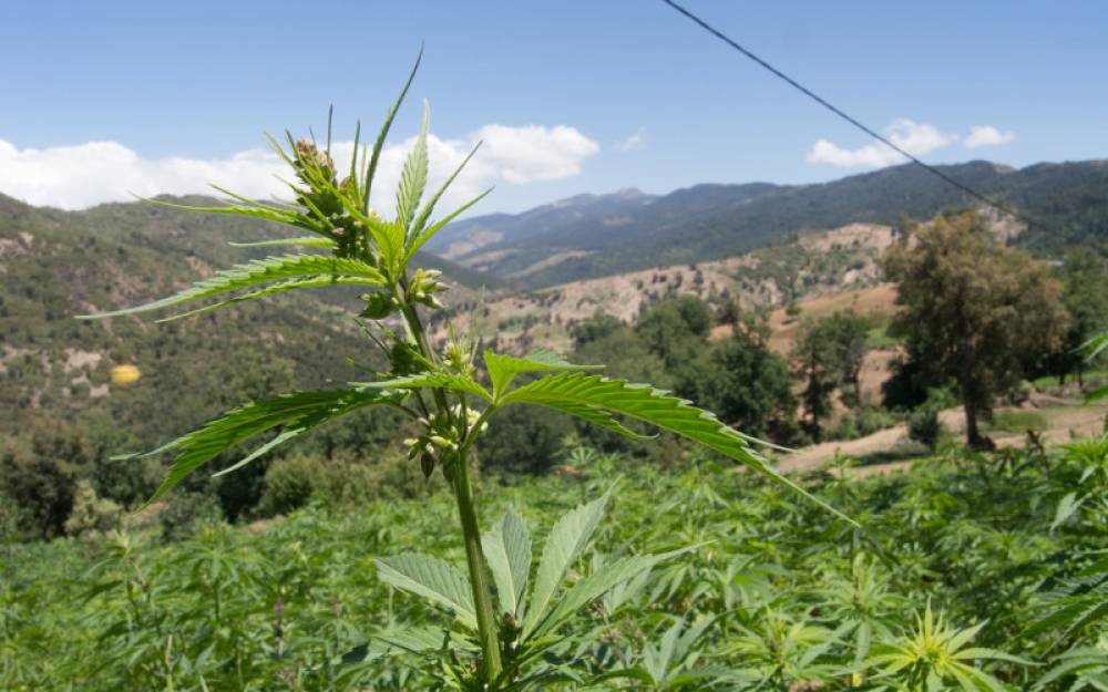 Le Maroc accuse l’Algérie d’avoir voulu saboter ses efforts pour la légalisation du cannabis