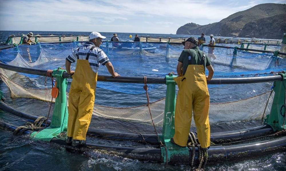 Souss-Massa: 38 MDH pour la valorisation des produits aquacoles