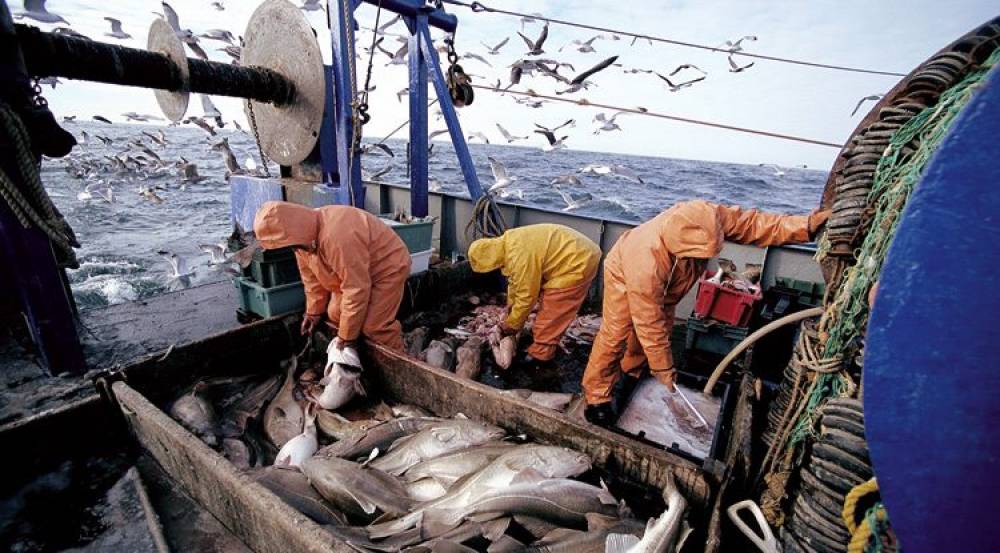 Hausse de 25% de la quantité de poisson commercialisée au marché de gros de Tan-Tan
