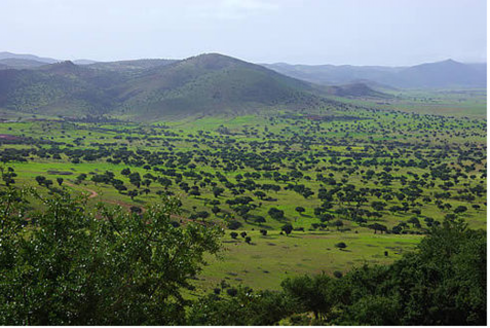 Changement climatique : l’UpM soutient la restauration des forêts et des paysages au Maroc