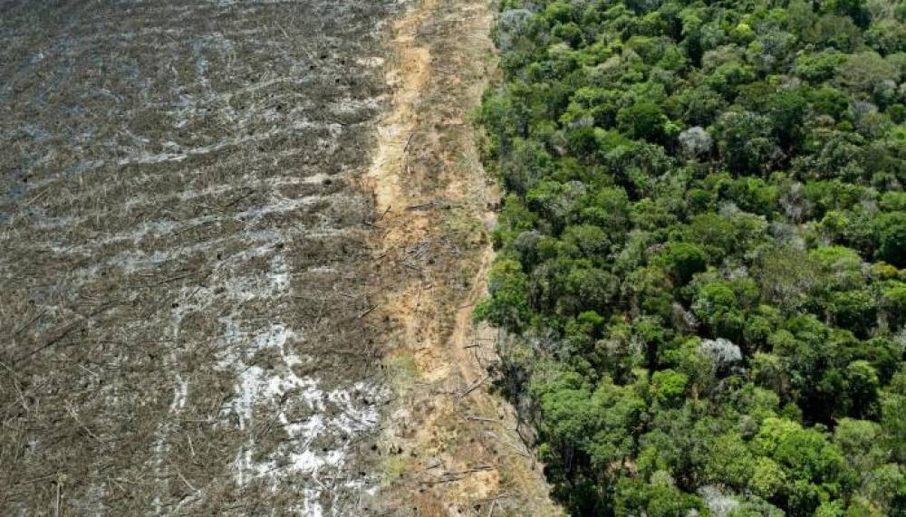 Amazonie brésilienne : record de déforestation en février