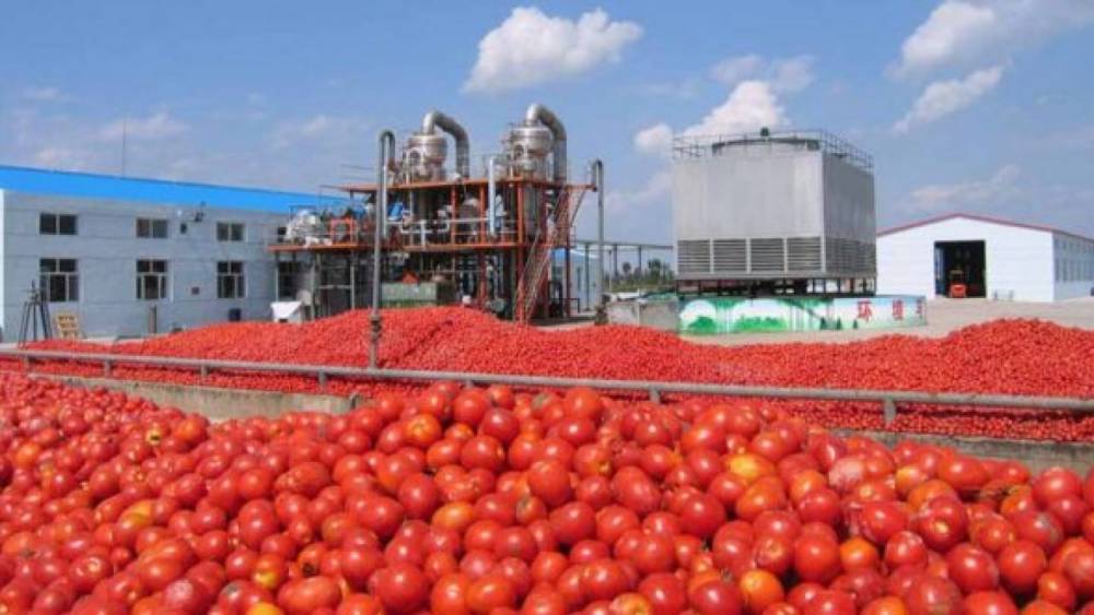 Le marché britannique impacté par la baisse des exportations des tomates marocaines