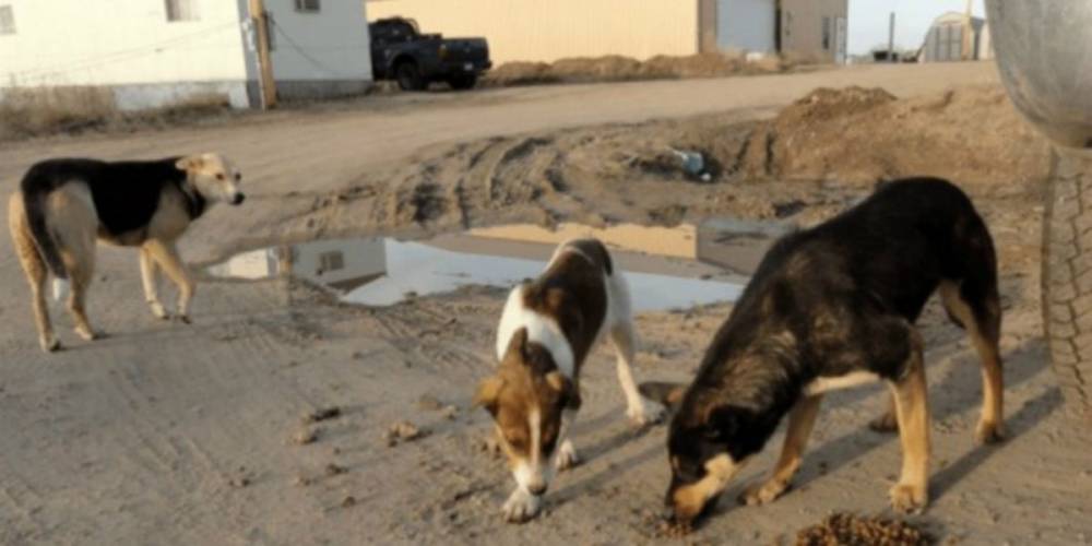 Région de Rabat: des chiens renifleurs pour les fuites d’eau potable