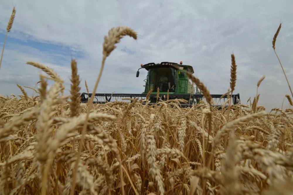 L'Ukraine introduit des quotas d'exportation de certains produits agricoles, dont le blé qu'importe le Maroc