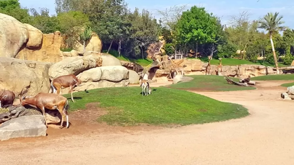 Réaménagement de l’ancien zoo de Aïn Sebaâ: voici pourquoi le président de la commune appelle à une enquête