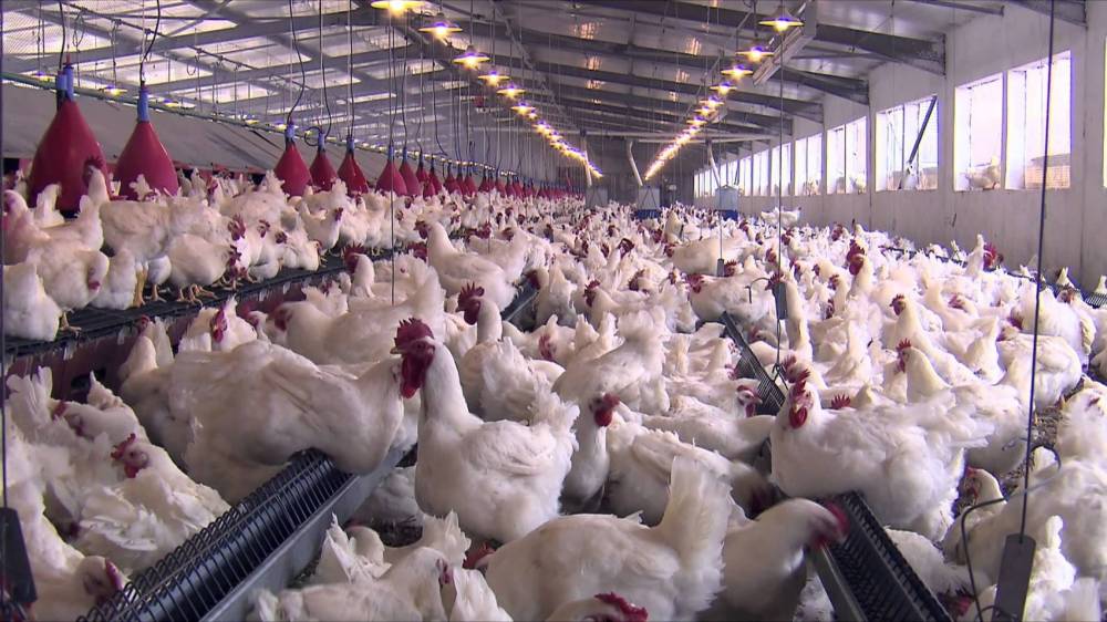 Les aviculteurs rassurent les consommateurs: aucun cas de grippe aviaire au Maroc