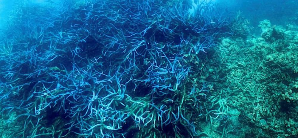 Australie: la Grande Barrière de corail victime d’un « vaste blanchissement »