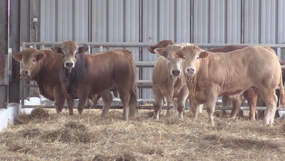 Baitas : « Les vaches importées sont examinées en laboratoire et leur sécurité est confirmée »