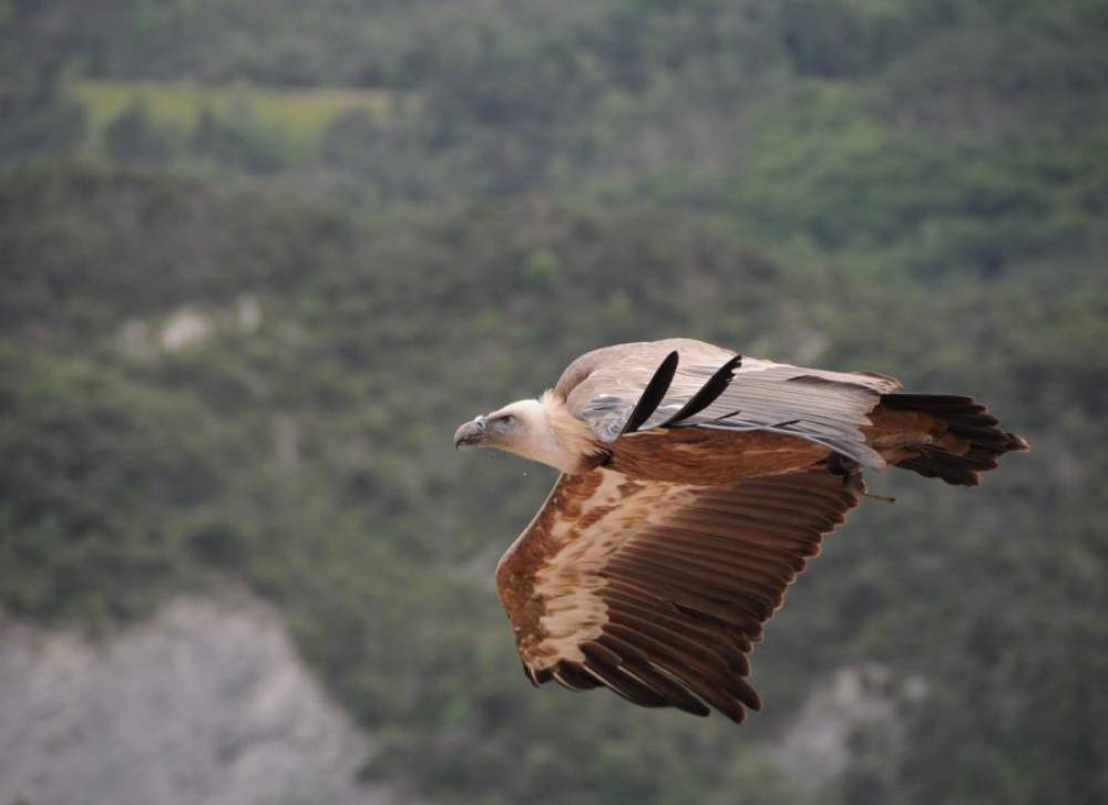 Après quarante ans d’absence, le vautour fauve revient au Maroc