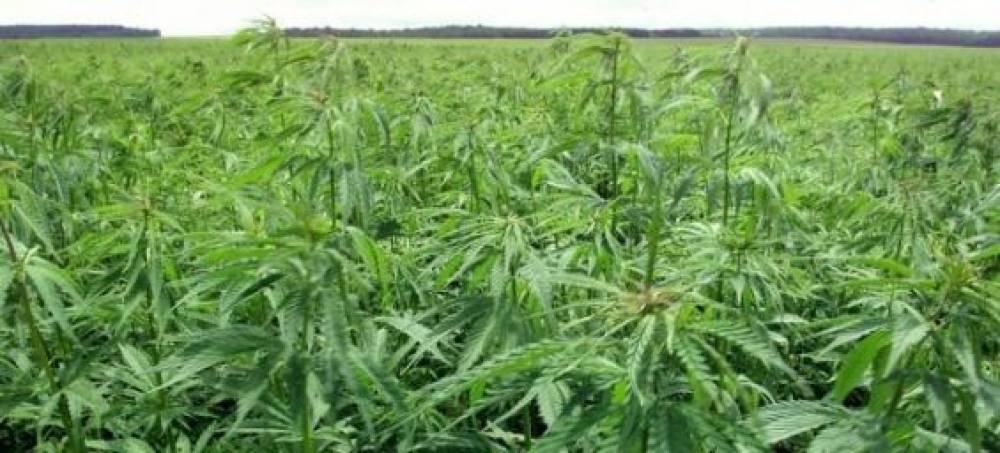 Maroc : Mise en service de la première usine de transformation de cannabis