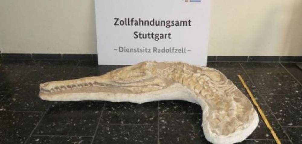 Un fossile de crocodile importé illégalement en Allemagne remis au Maroc