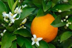 Marrakech: La 12è édition du Moussem de la fleur d’oranger du 16 au 26 mars