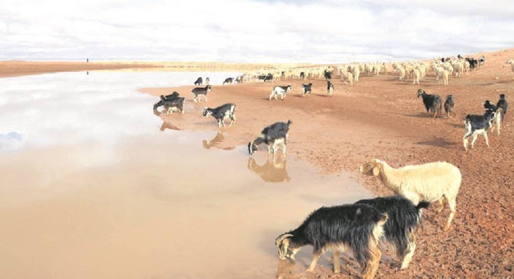 Pénurie d'eau : Mise en place de 200 points d'eau pour l’abreuvement du cheptel à Béni Mellal